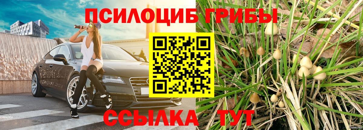 Псилоцибиновые грибы Psilocybe Салават